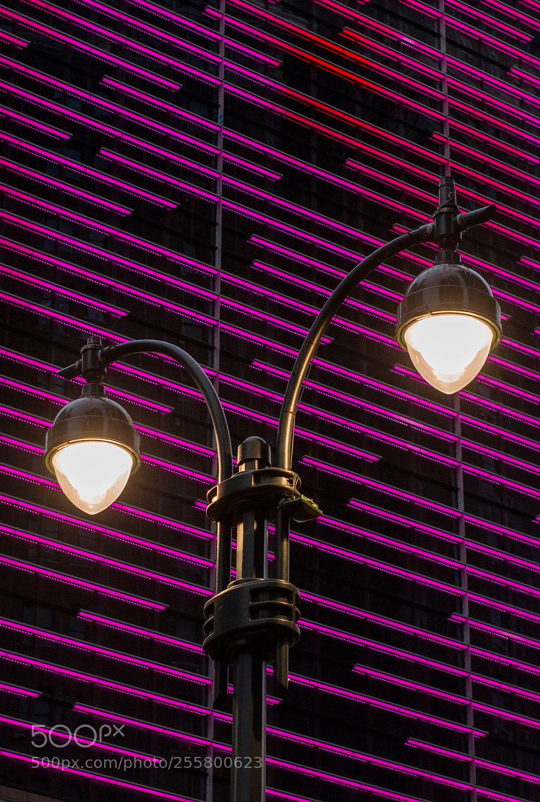 Nikon D90 sample photo. Lavender lights photography