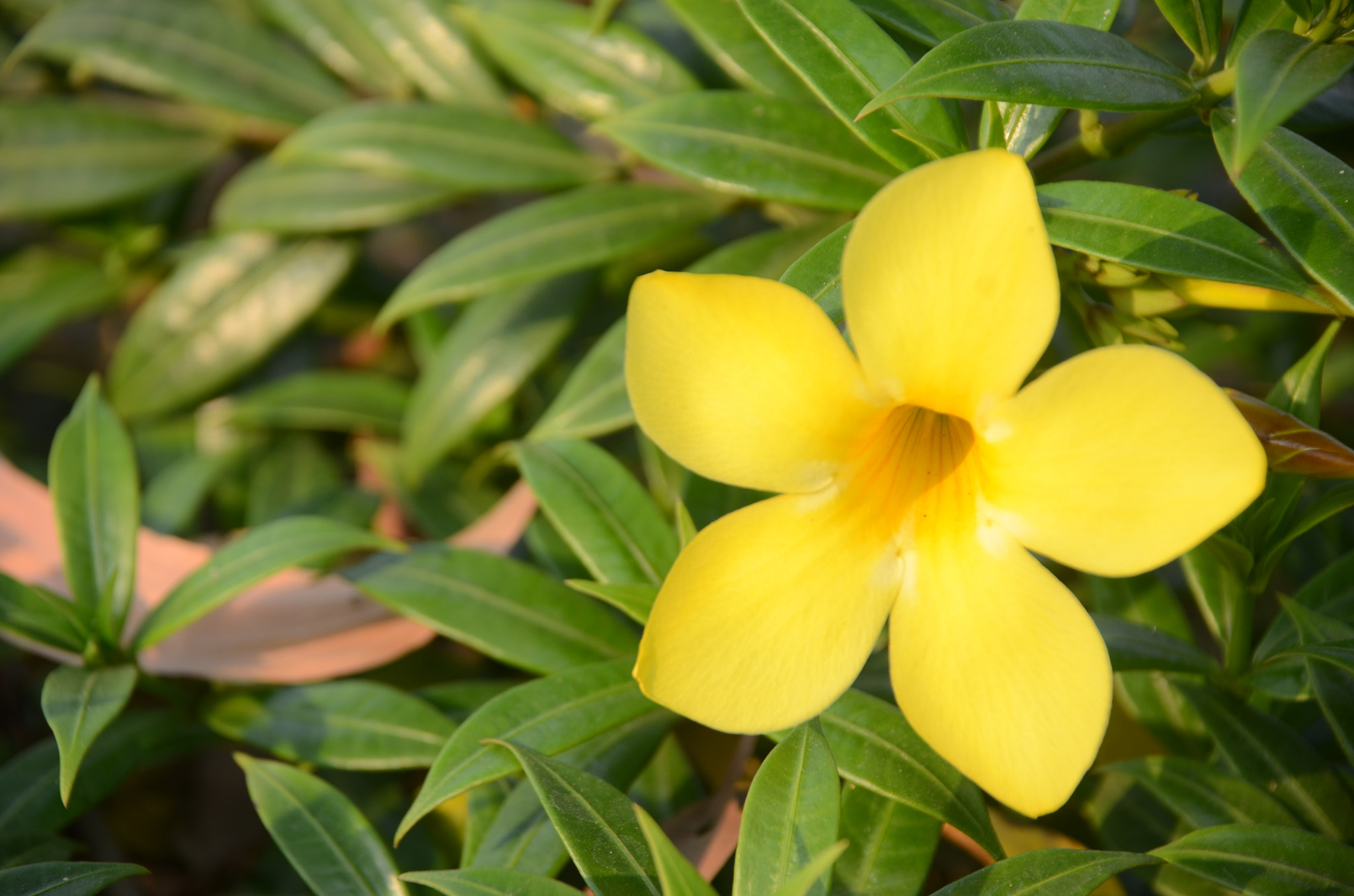 Nikon D7000 sample photo. Yellow! photography