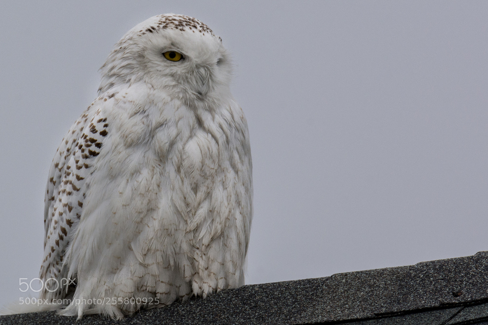 Nikon D7100 sample photo. Snowy photography