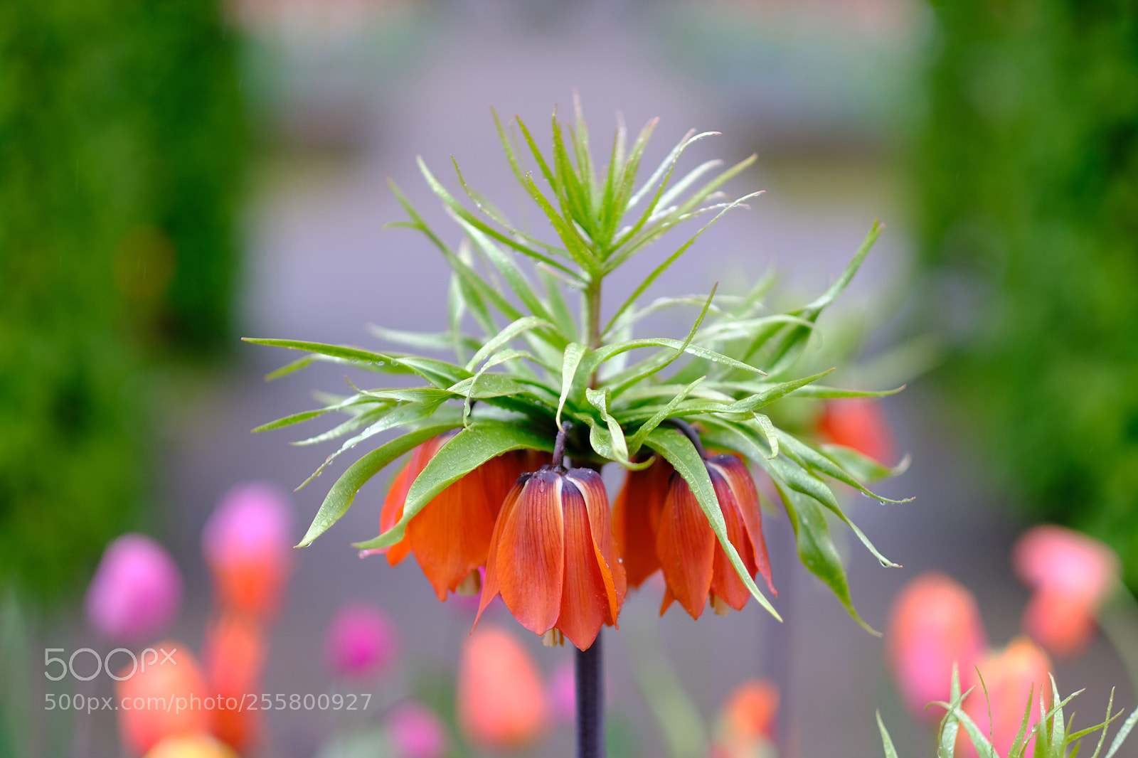 Fujifilm X-T20 sample photo. Untitled photography