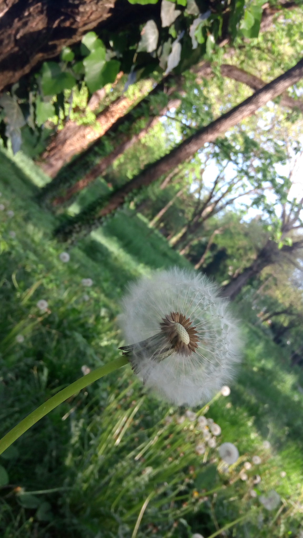Lenovo VIBE X3 LITE sample photo. All is green photography