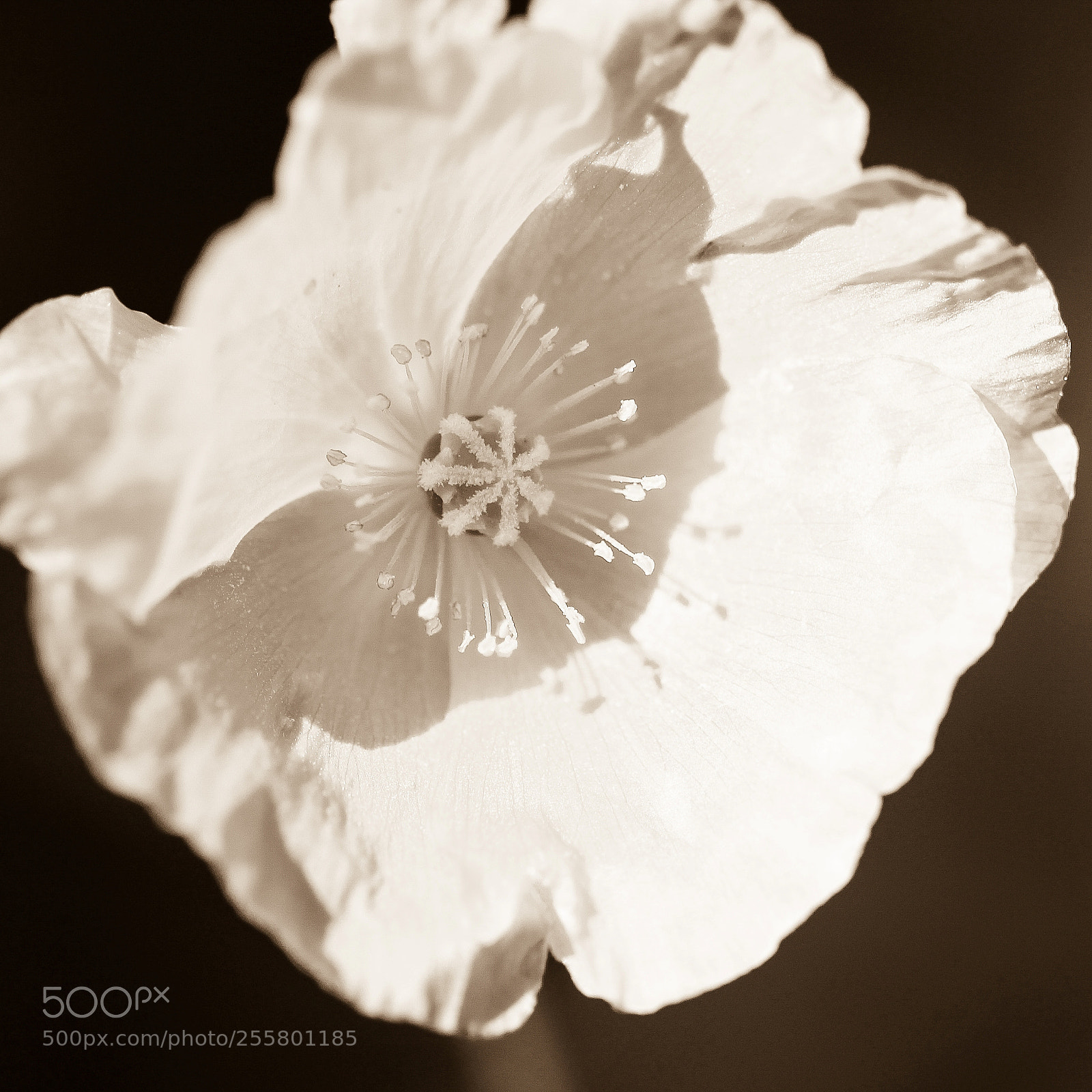 Canon EOS 600D (Rebel EOS T3i / EOS Kiss X5) sample photo. Poppy moon photography