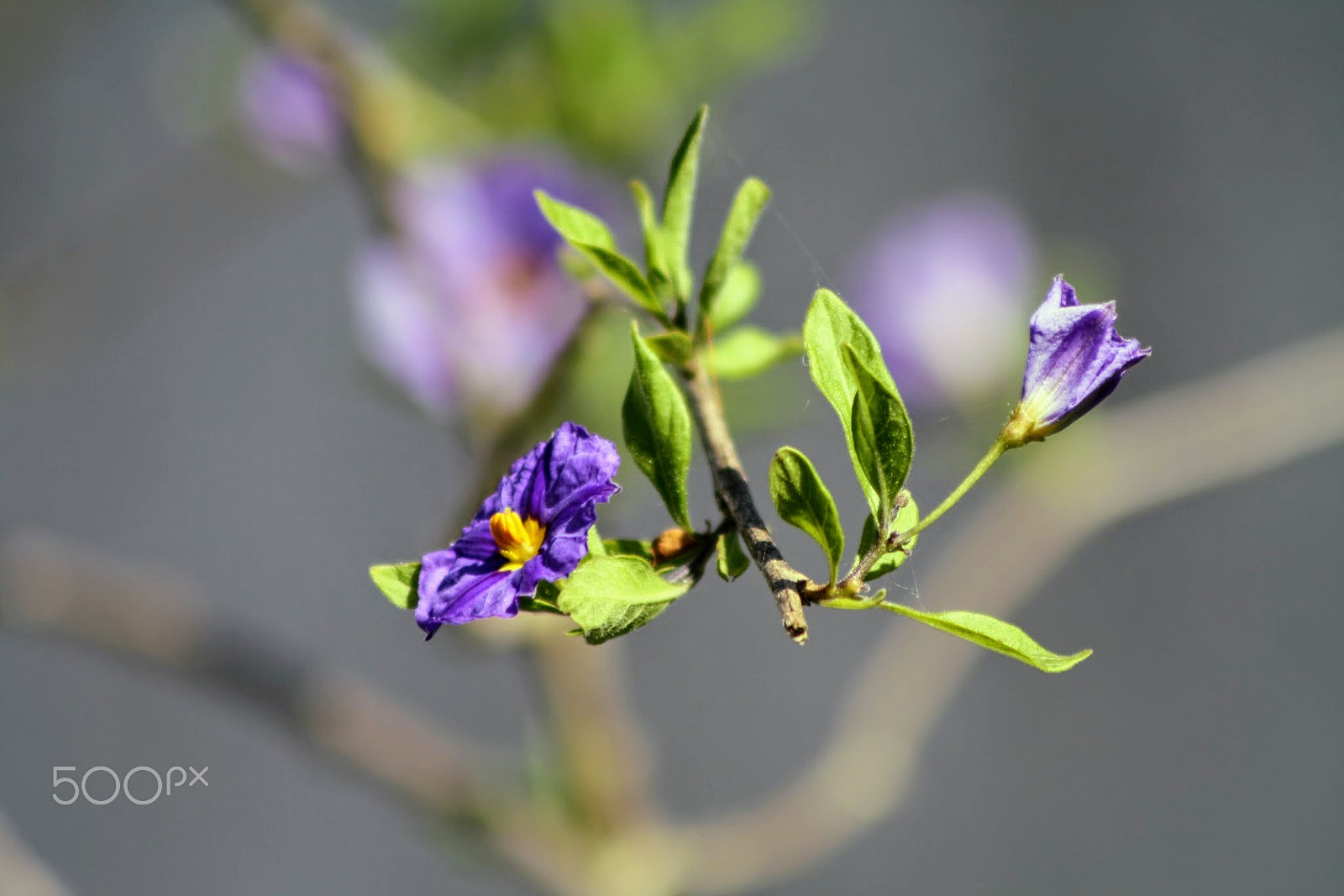 Canon EF 75-300mm f/4-5.6 sample photo. Velvet photography