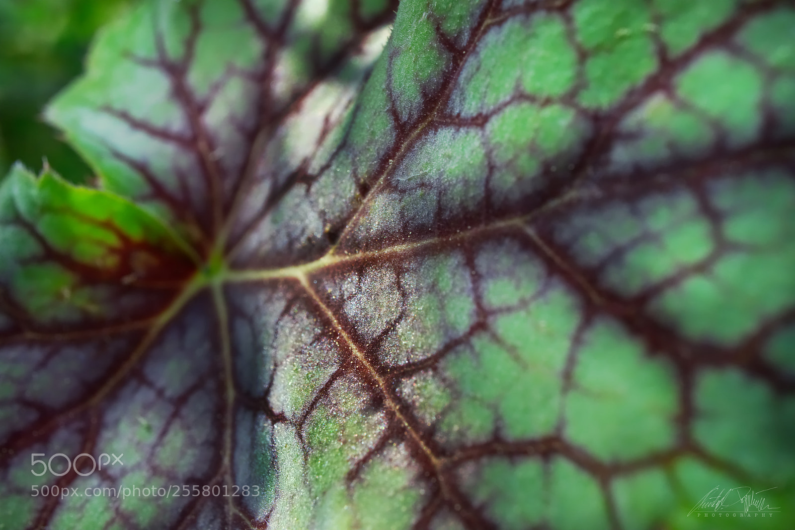 Canon EOS M6 sample photo. Heuchera leaf photography