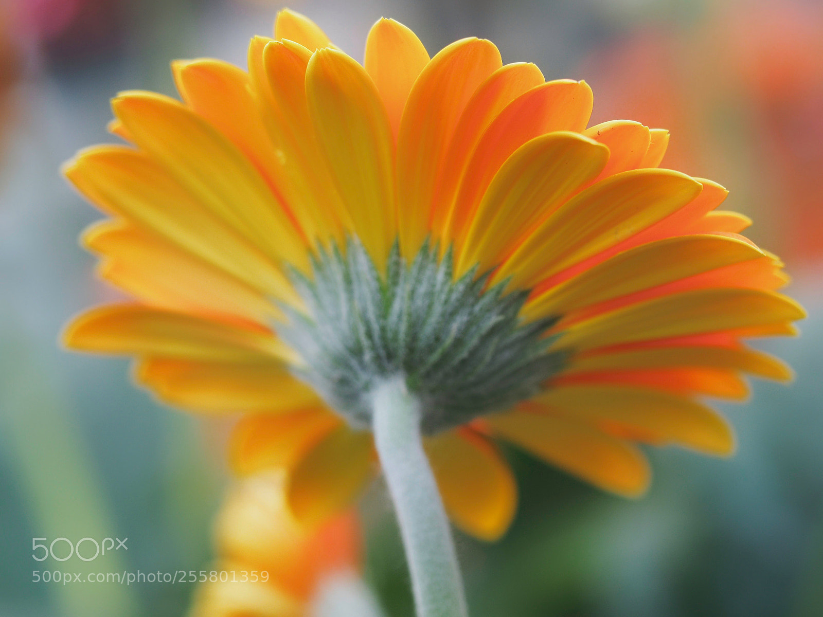 Olympus OM-D E-M1 sample photo. Gerbera photography
