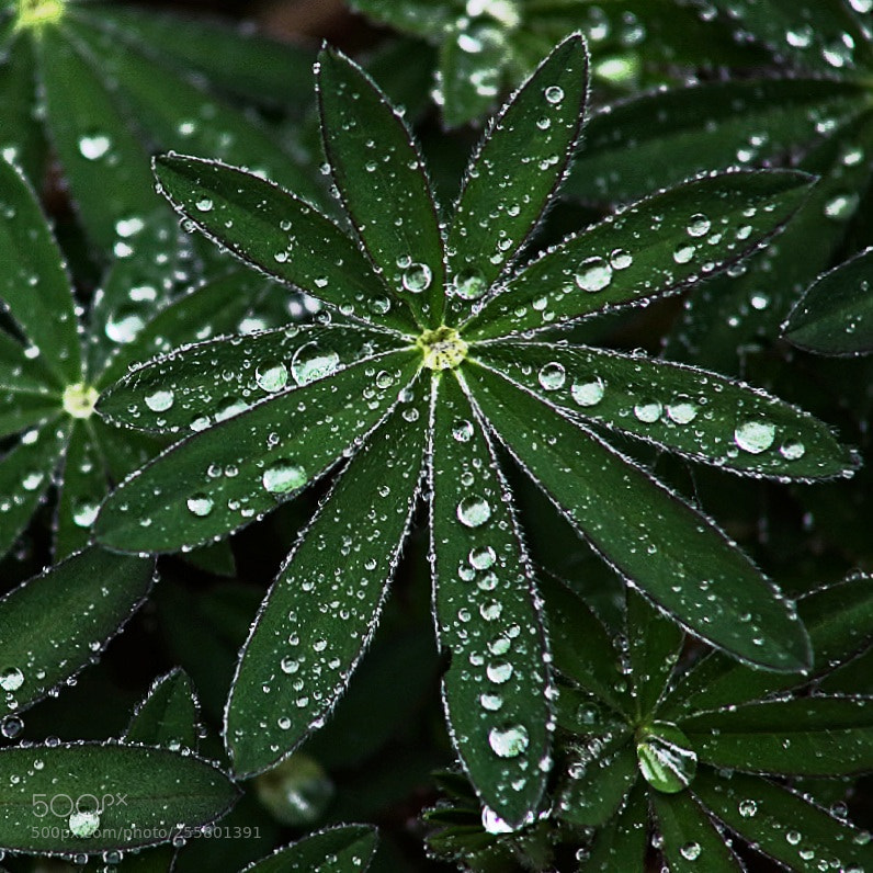 Canon EOS 5D Mark II sample photo. After the rain photography