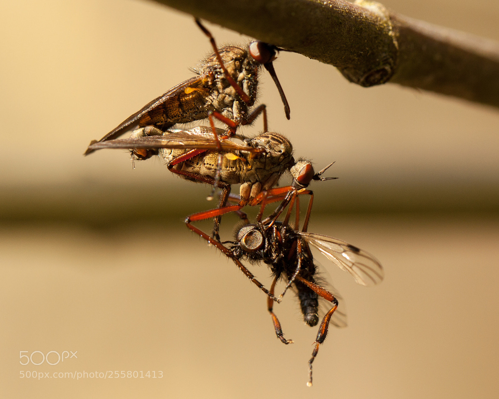 Canon EOS 50D sample photo. Mg dance flies photography