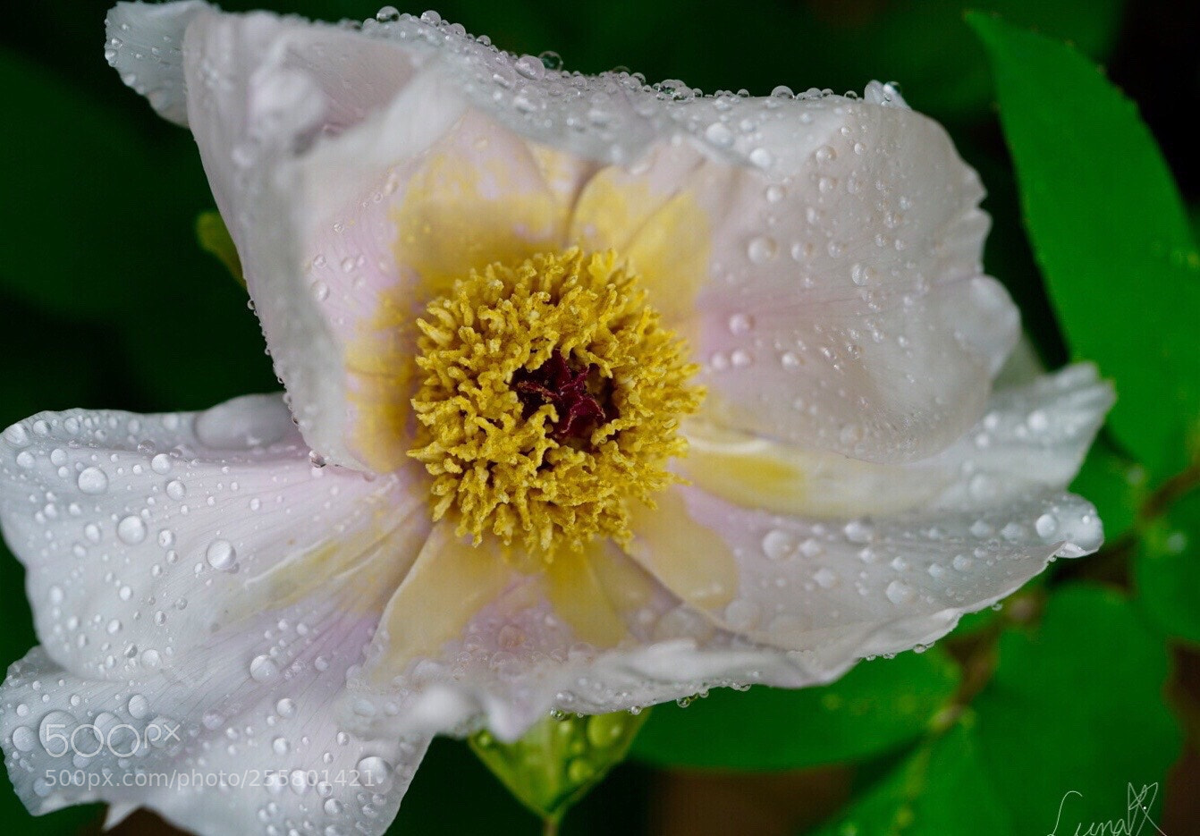 Sony a7R II sample photo. Wet peony blossom photography