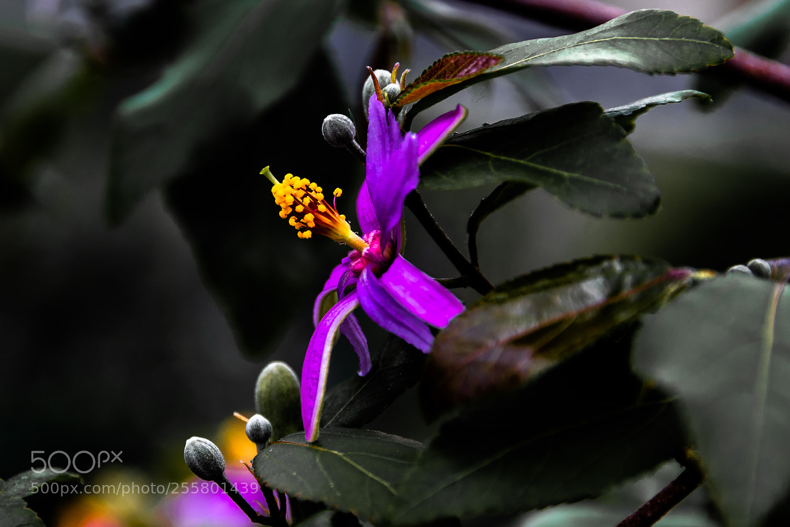 Canon EOS 80D sample photo. Pink purple flower at photography