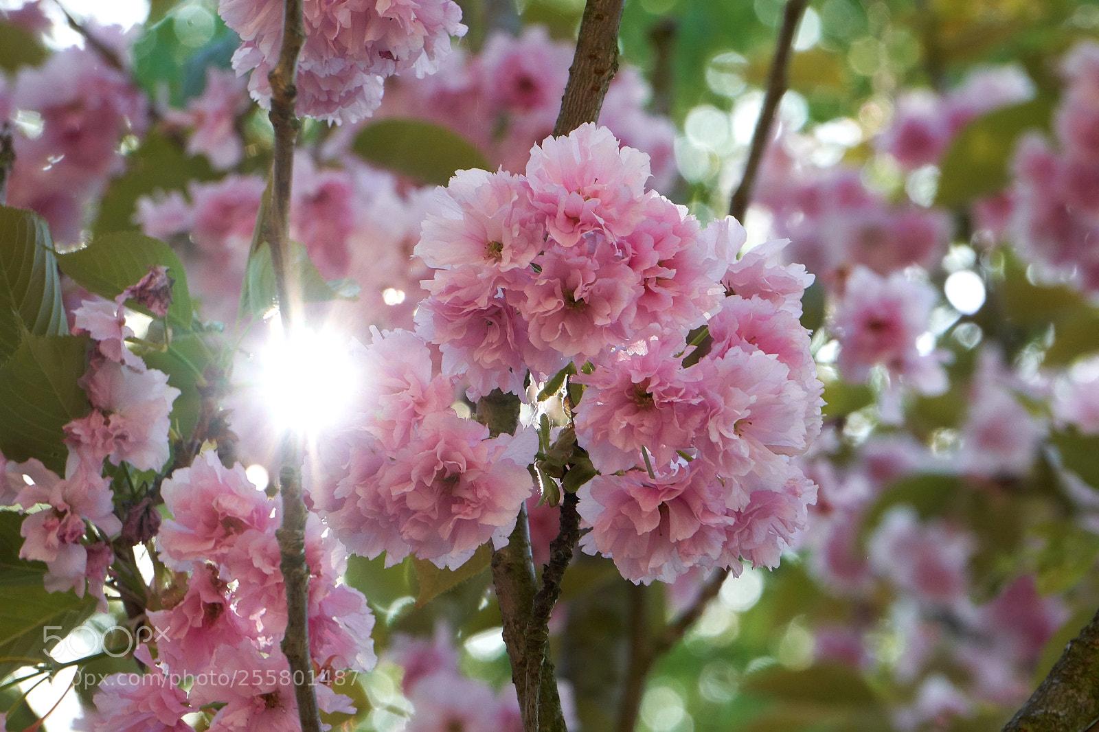 Sony a6300 sample photo. Cherry blossom 2 photography