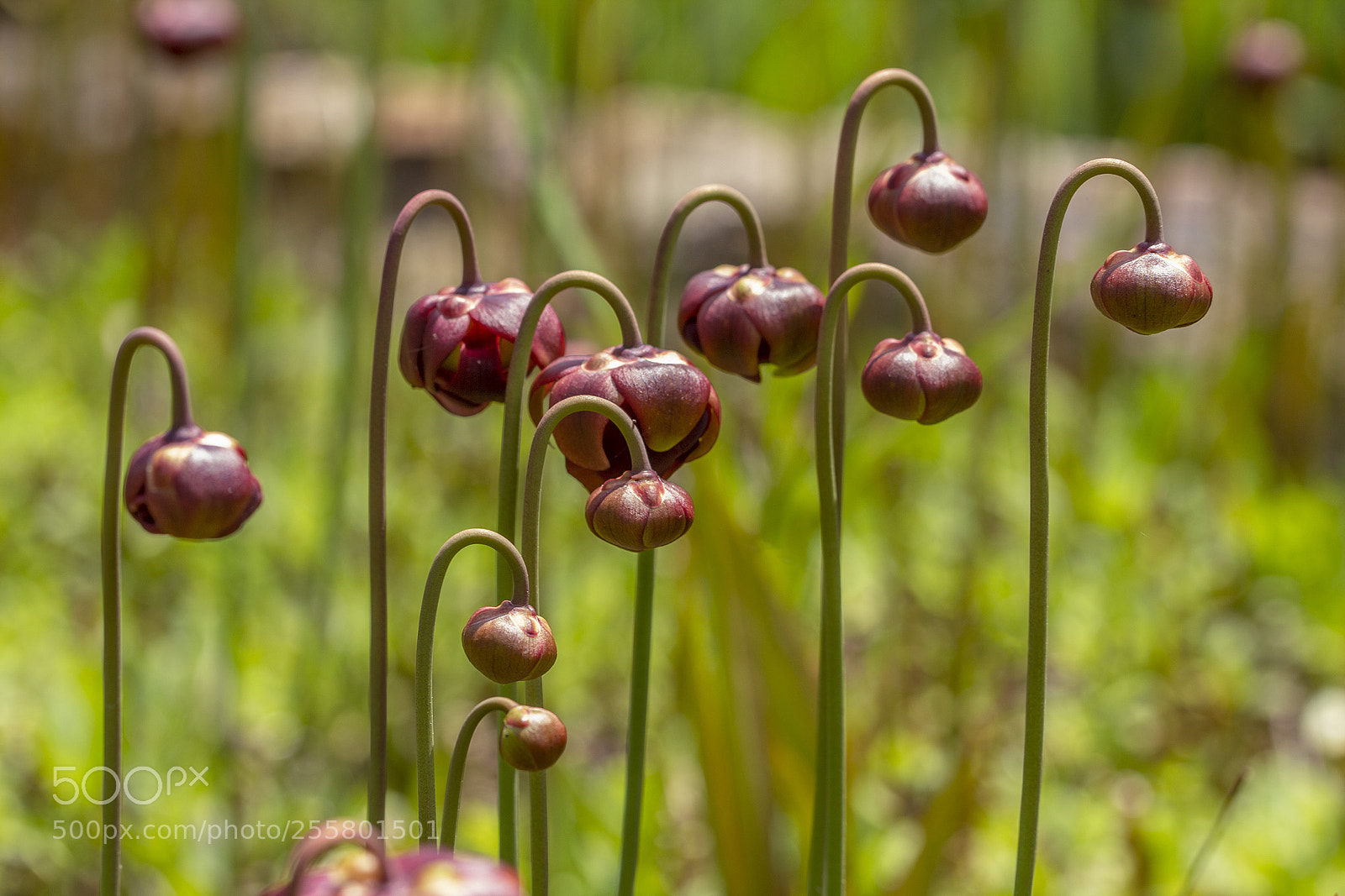 Canon EOS 600D (Rebel EOS T3i / EOS Kiss X5) sample photo. Sarracenia buds photography