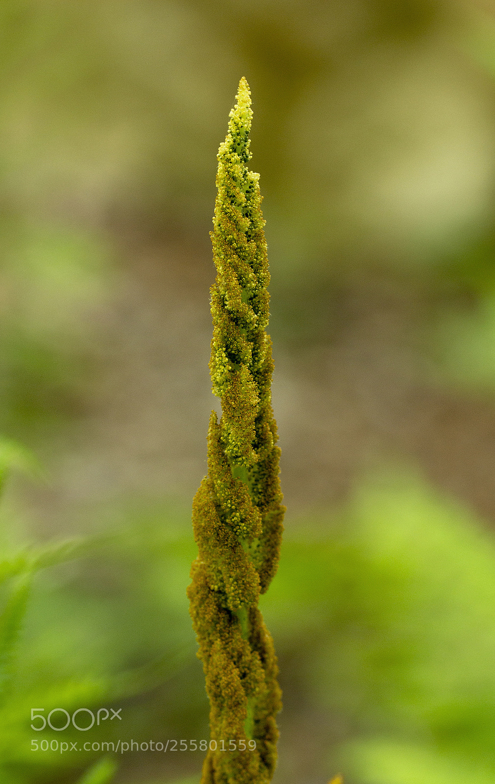 Canon EOS 600D (Rebel EOS T3i / EOS Kiss X5) sample photo. Fern forescence photography