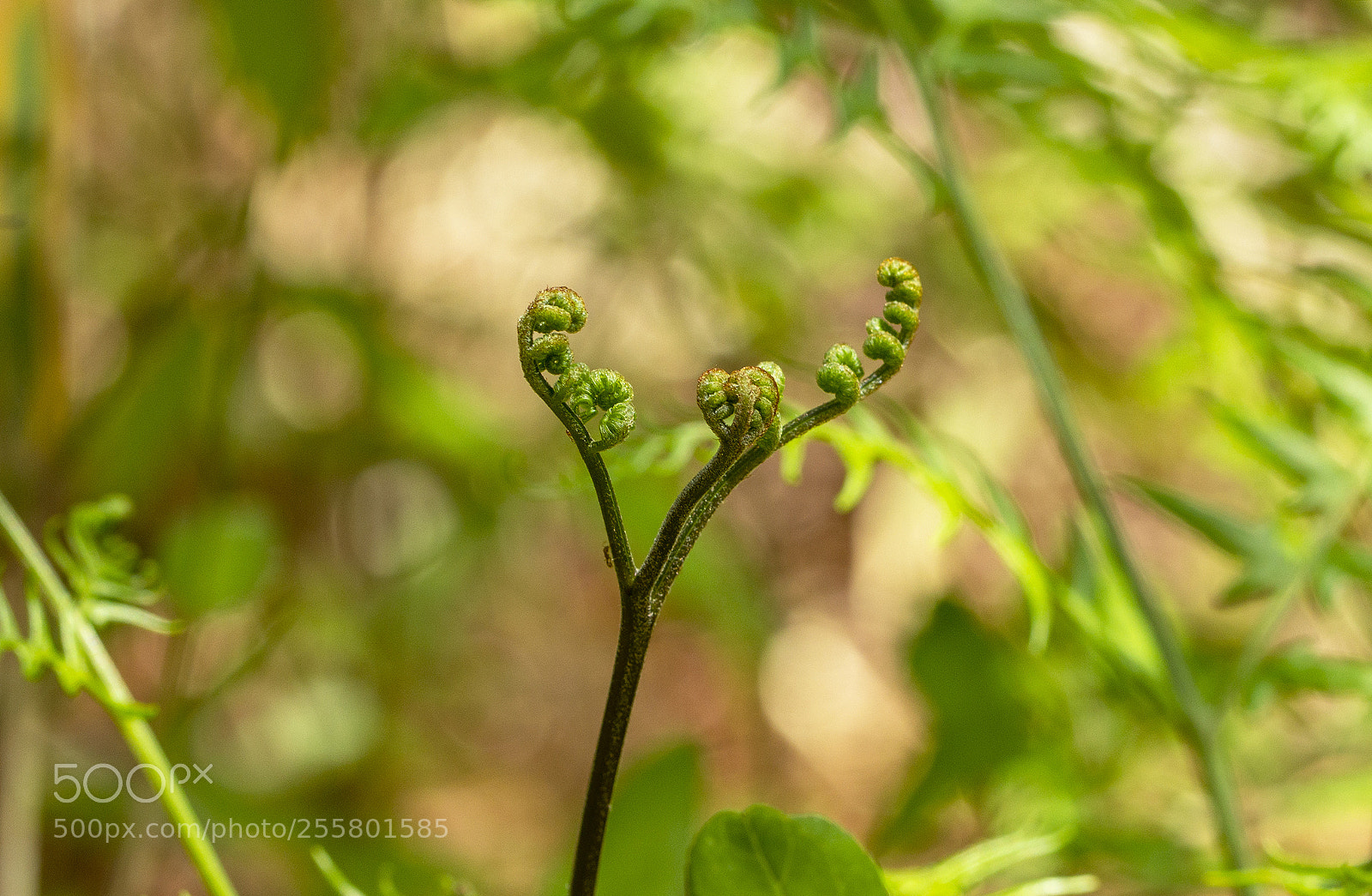Canon EOS 600D (Rebel EOS T3i / EOS Kiss X5) sample photo. Ferns frond hands photography