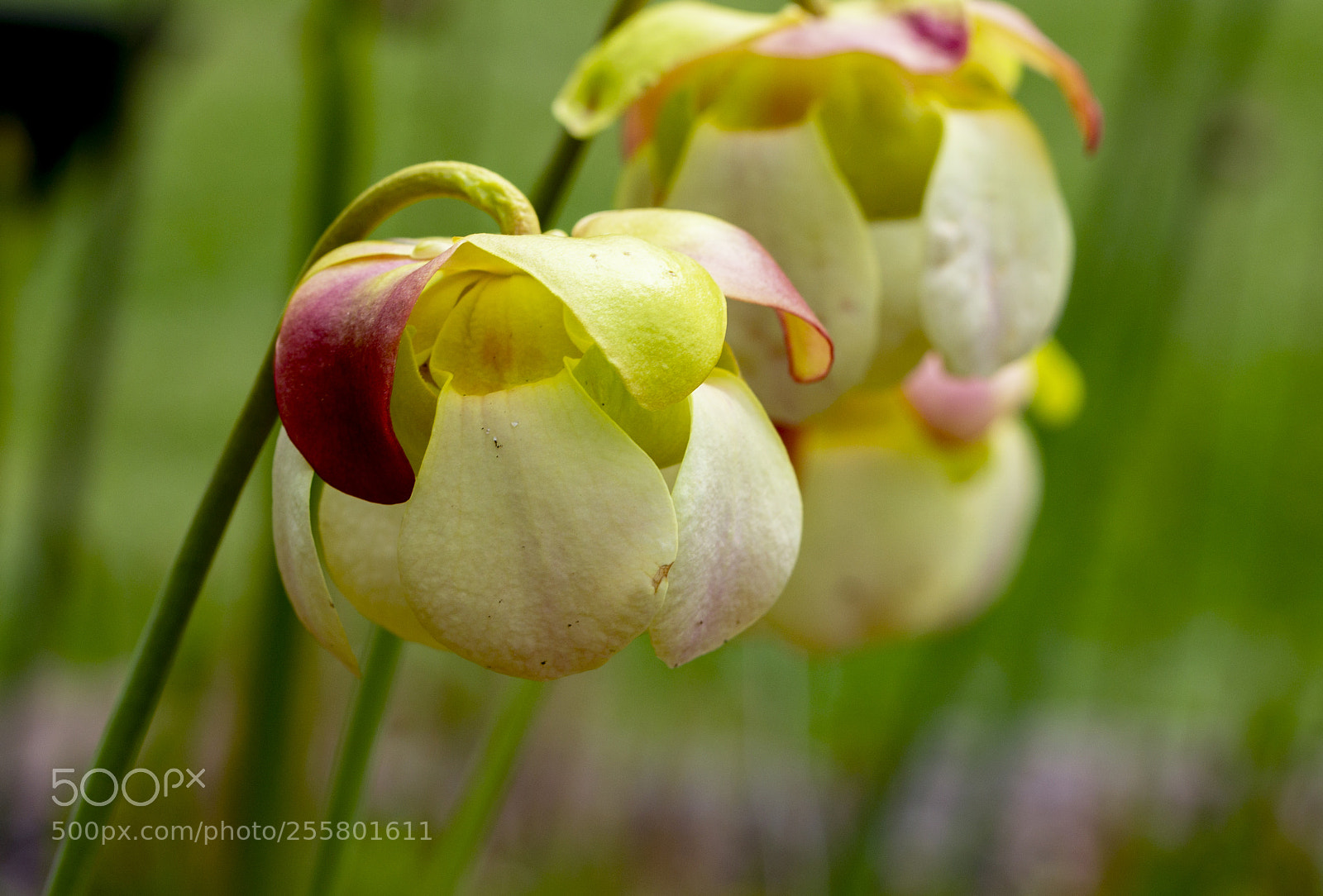 Canon EOS 600D (Rebel EOS T3i / EOS Kiss X5) sample photo. Sarracenia flowers blossoming photography