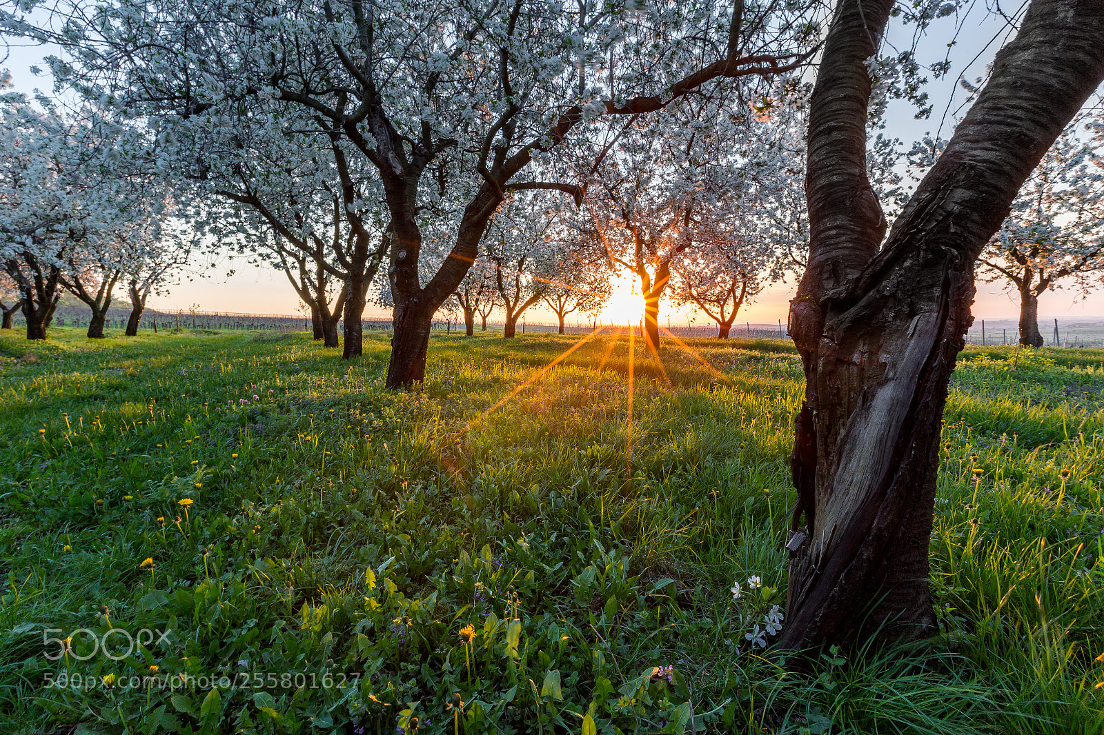 Canon EOS 6D sample photo. Spring blossom cherry orchard photography