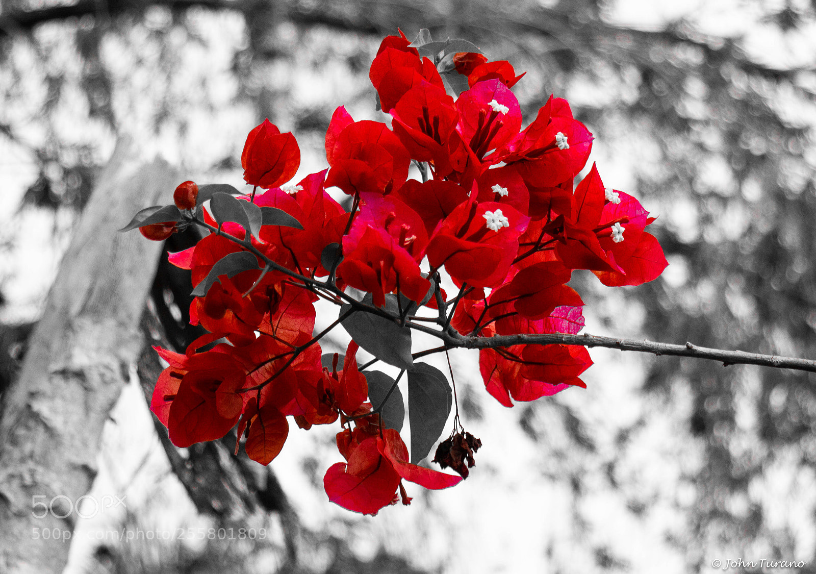 Canon EOS M sample photo. Red bougavillea photography