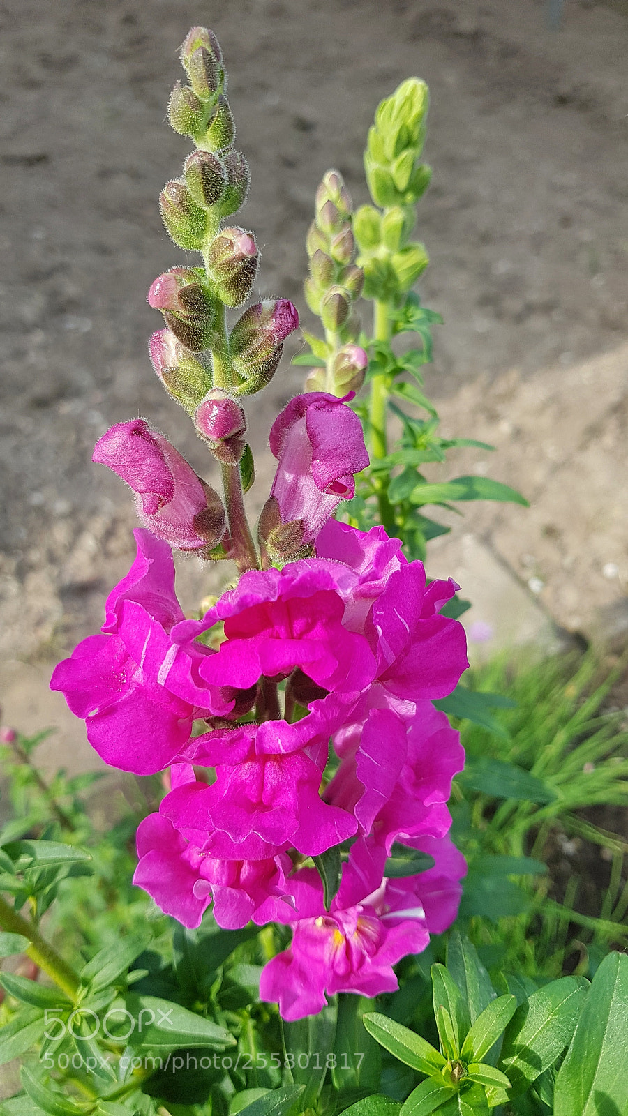 Samsung Galaxy S8 sample photo. Bocche di leone photography