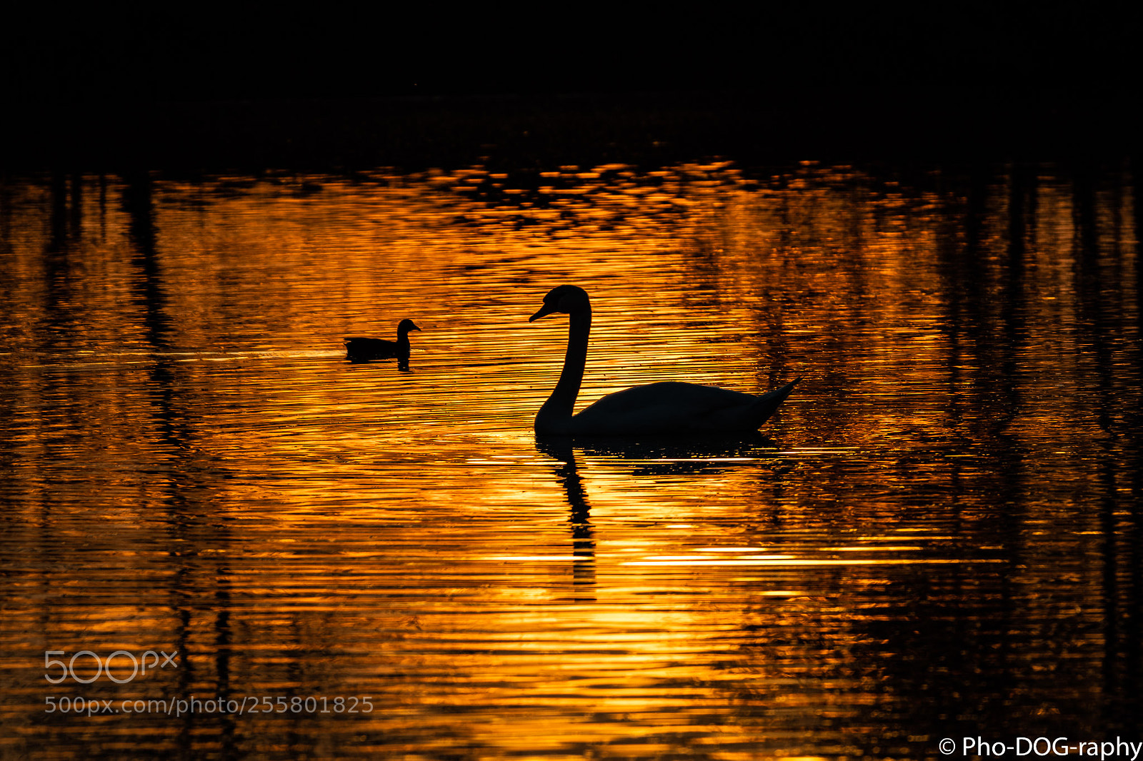 Canon EOS 80D sample photo. Sunset swan photography