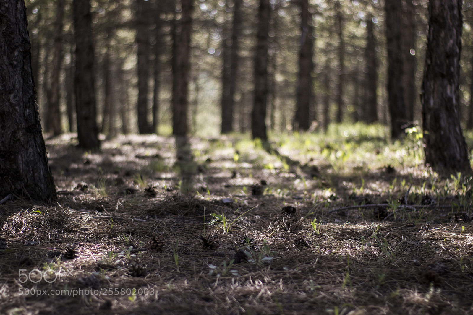 Canon EOS 77D (EOS 9000D / EOS 770D) sample photo. Live in nature photography