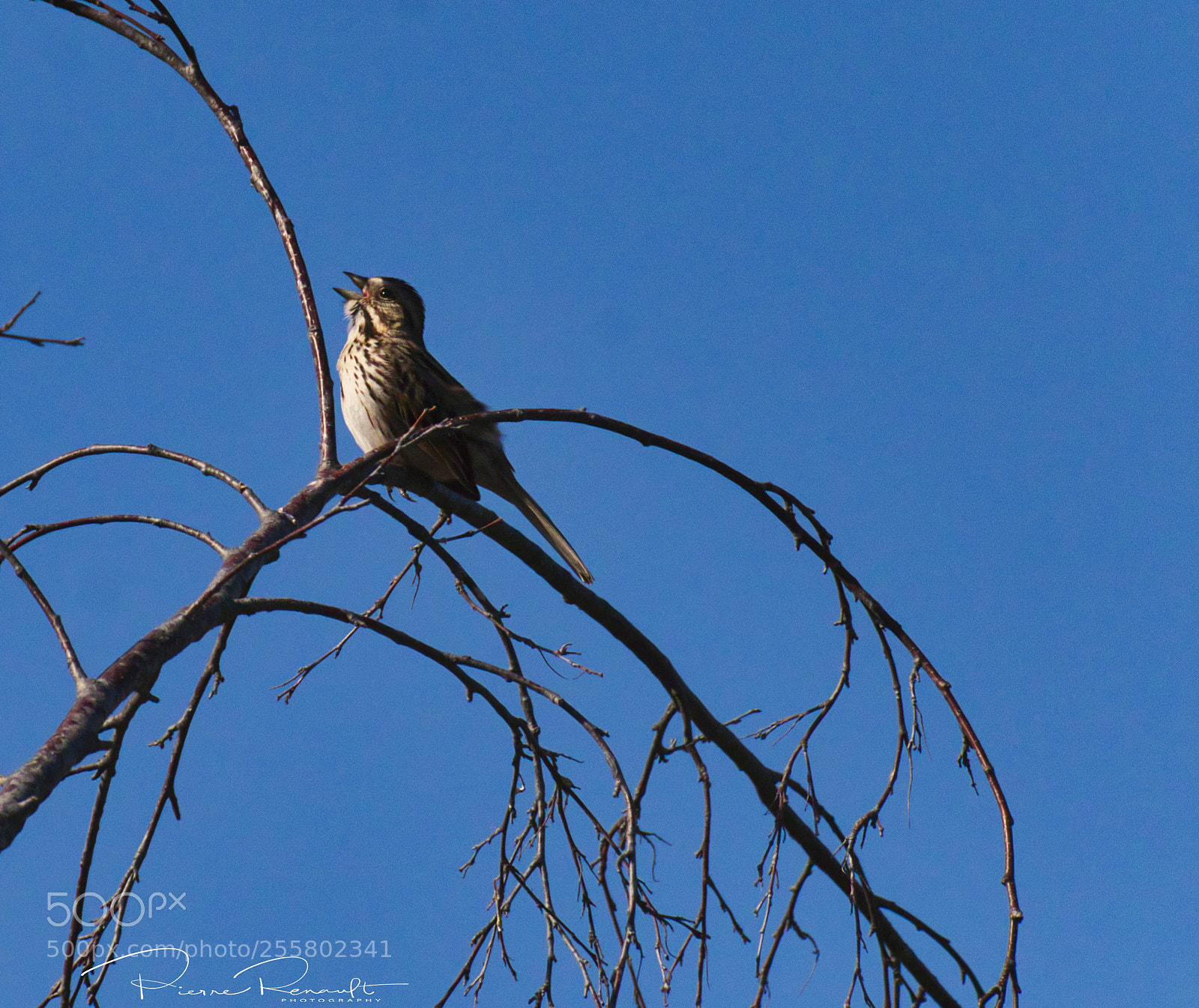 Panasonic Lumix DMC-GH4 sample photo. Singing bird photography