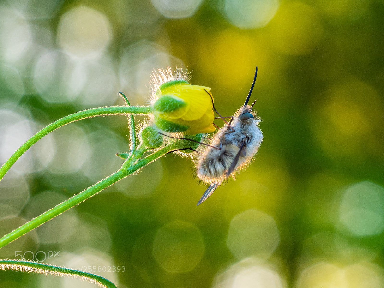 Olympus OM-D E-M1 Mark II sample photo. Wolli photography