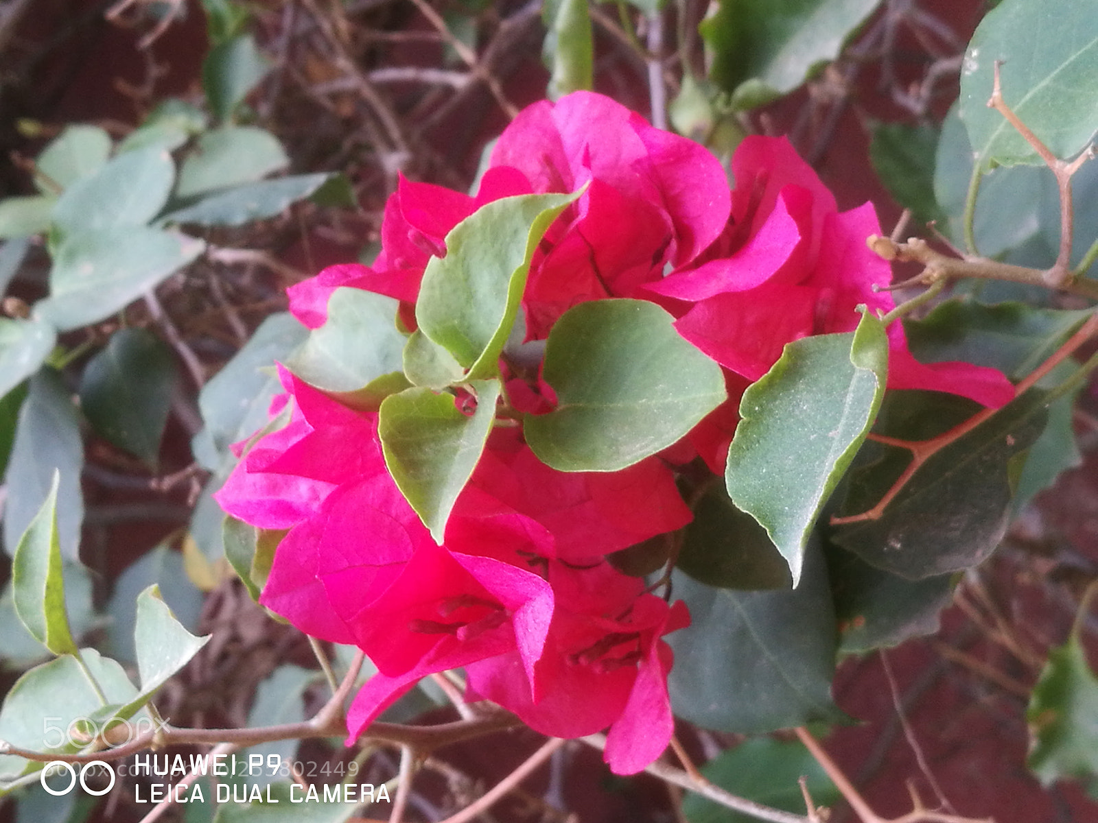 HUAWEI P9 sample photo. Untitled photography