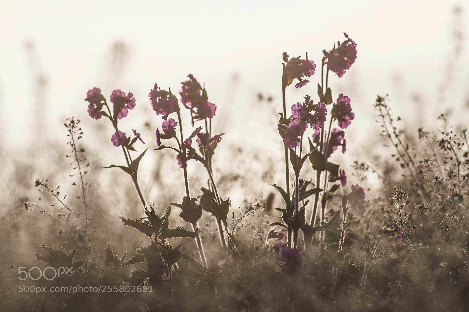 Canon EOS-1D Mark III sample photo. Early in the morning photography