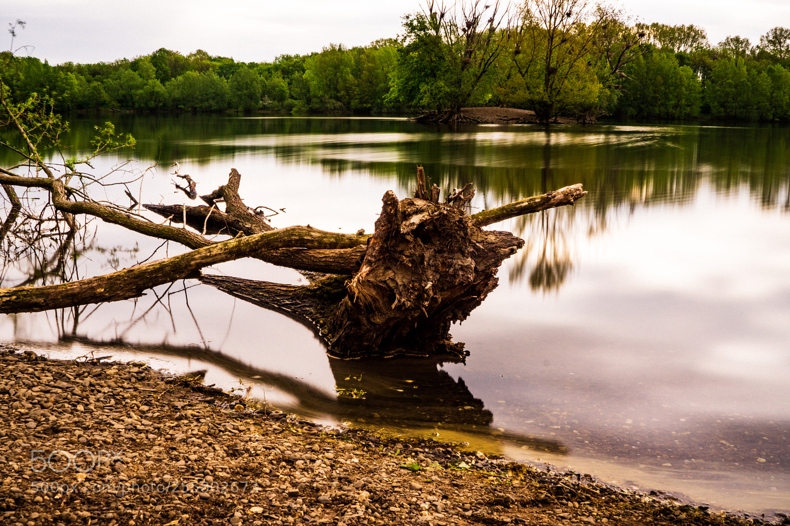Sony a6000 sample photo. Baumstamm sieglarer see photography