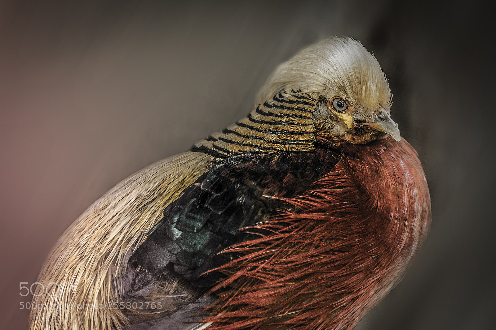 Canon EOS 6D Mark II sample photo. Bird photography