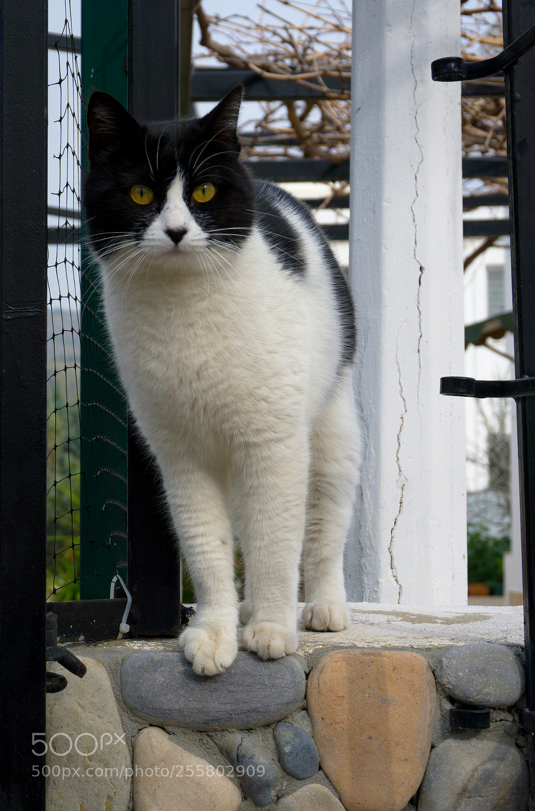 Sony a6000 sample photo. Panda photography