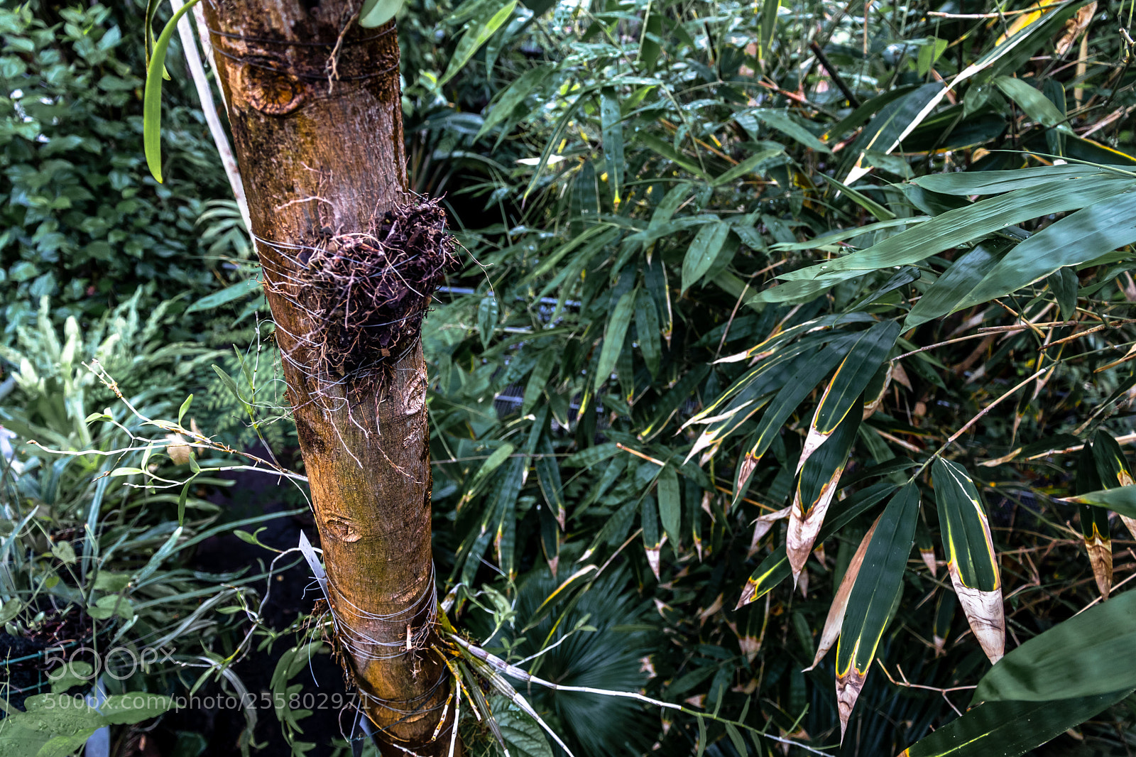 Canon EOS 80D sample photo. Jungle at hortus botanicus photography