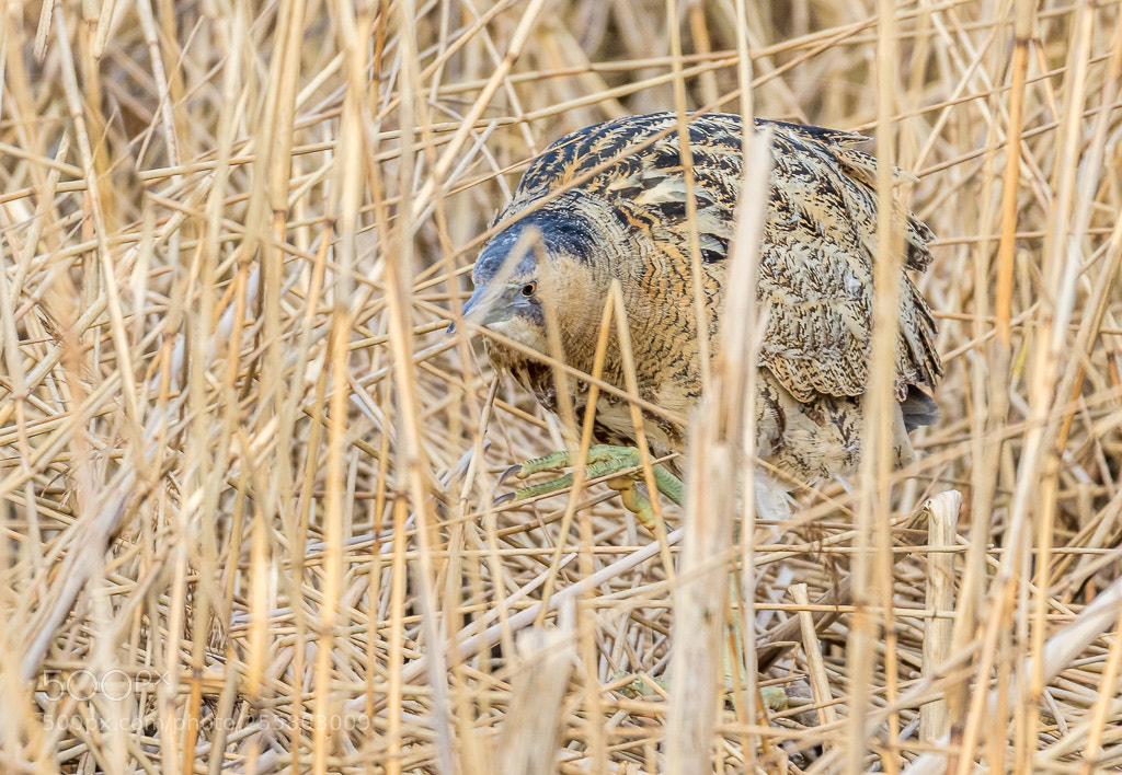 Canon EOS 7D Mark II sample photo. Roerdomp photography