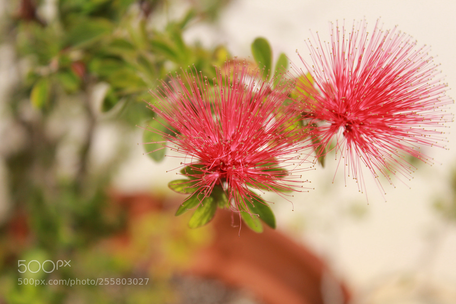 Canon EOS 1300D (EOS Rebel T6 / EOS Kiss X80) sample photo. Red spikes  photography