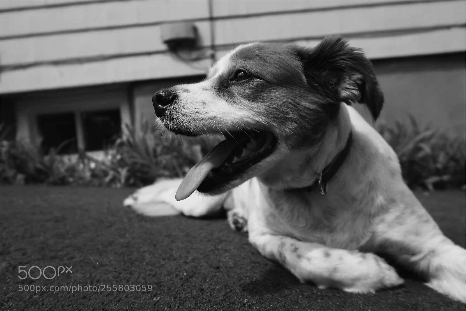 Canon PowerShot G7 X Mark II sample photo. Black and white dash photography