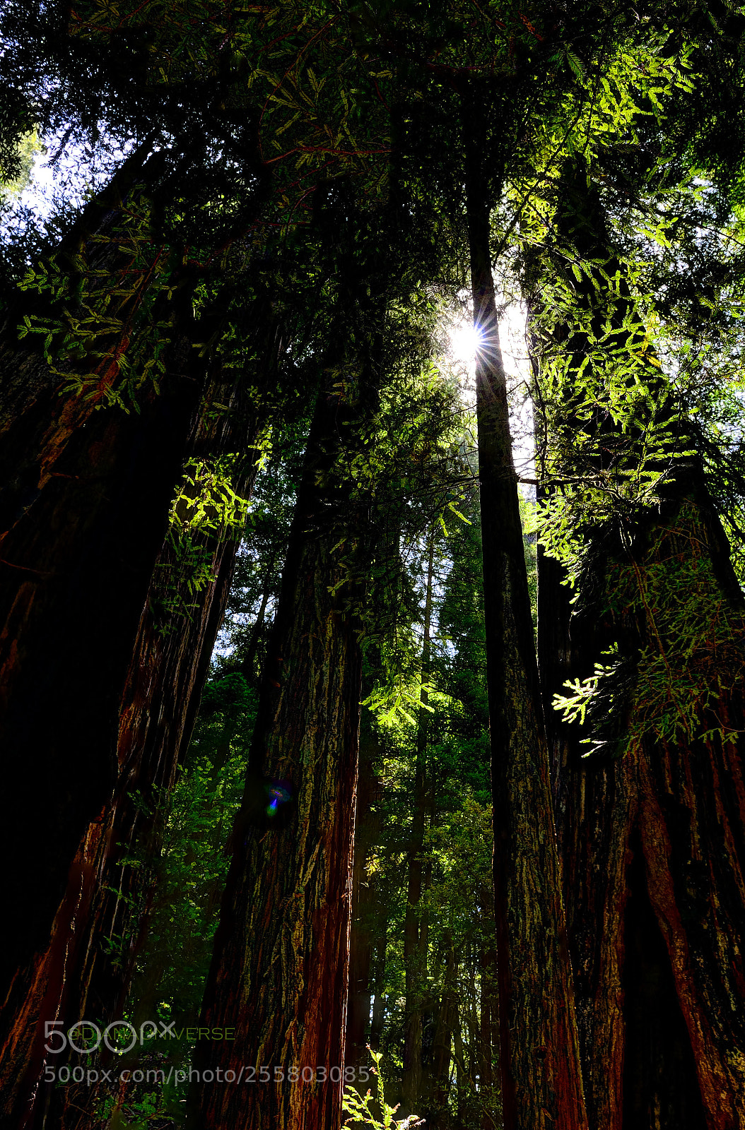 Nikon D7000 sample photo. Sunshine love photography