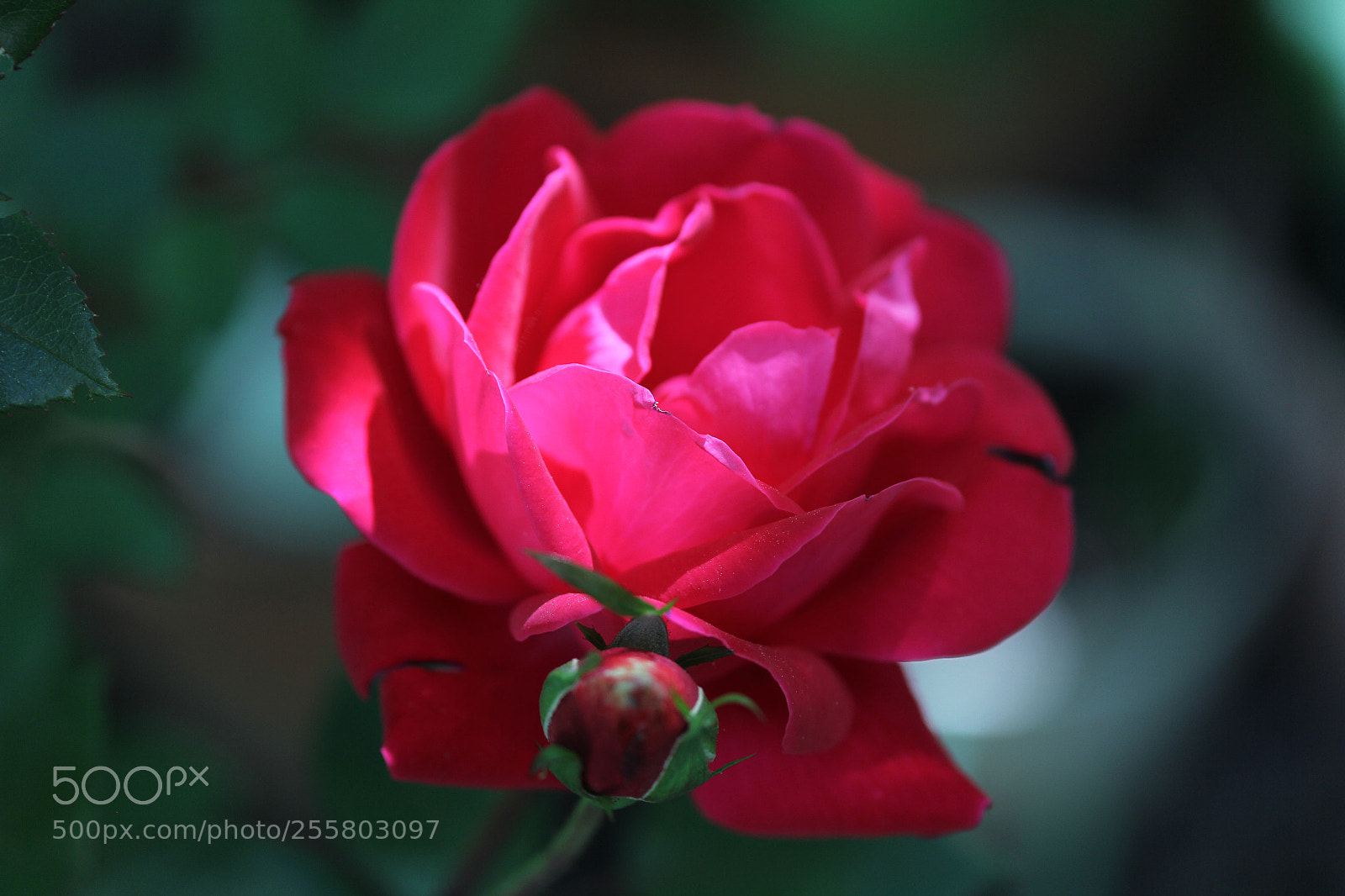 Canon EOS 60D sample photo. Rosred garden photography