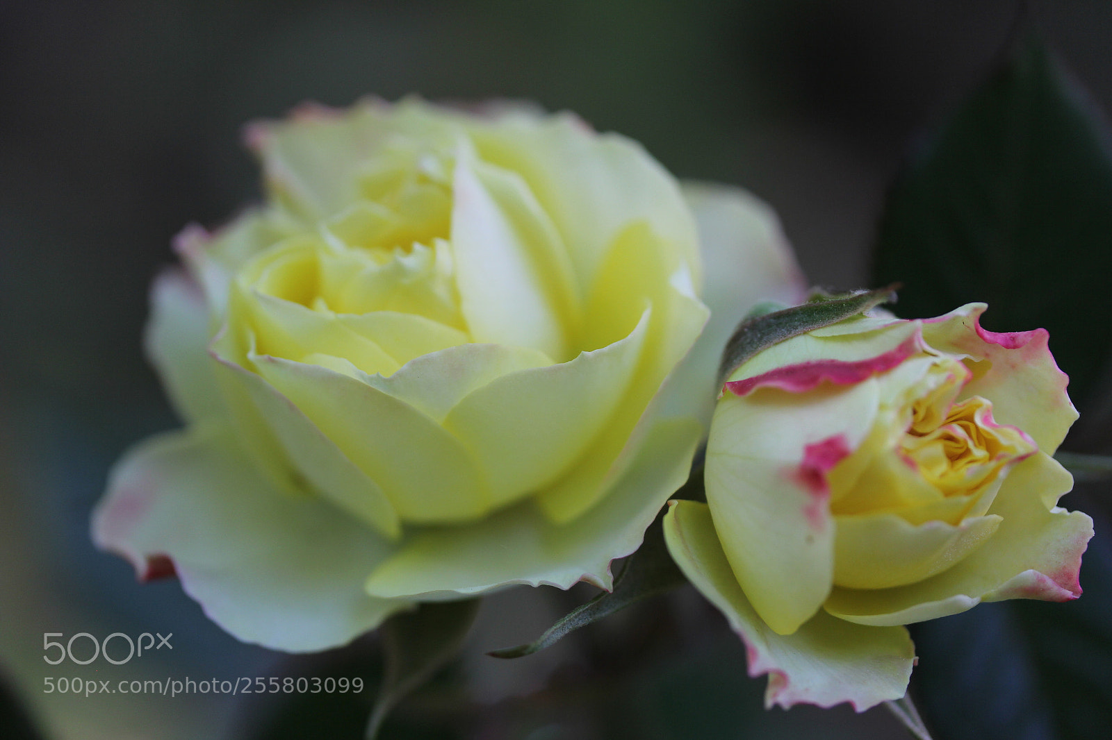 Canon EOS 60D sample photo. Twoyellow roses photography