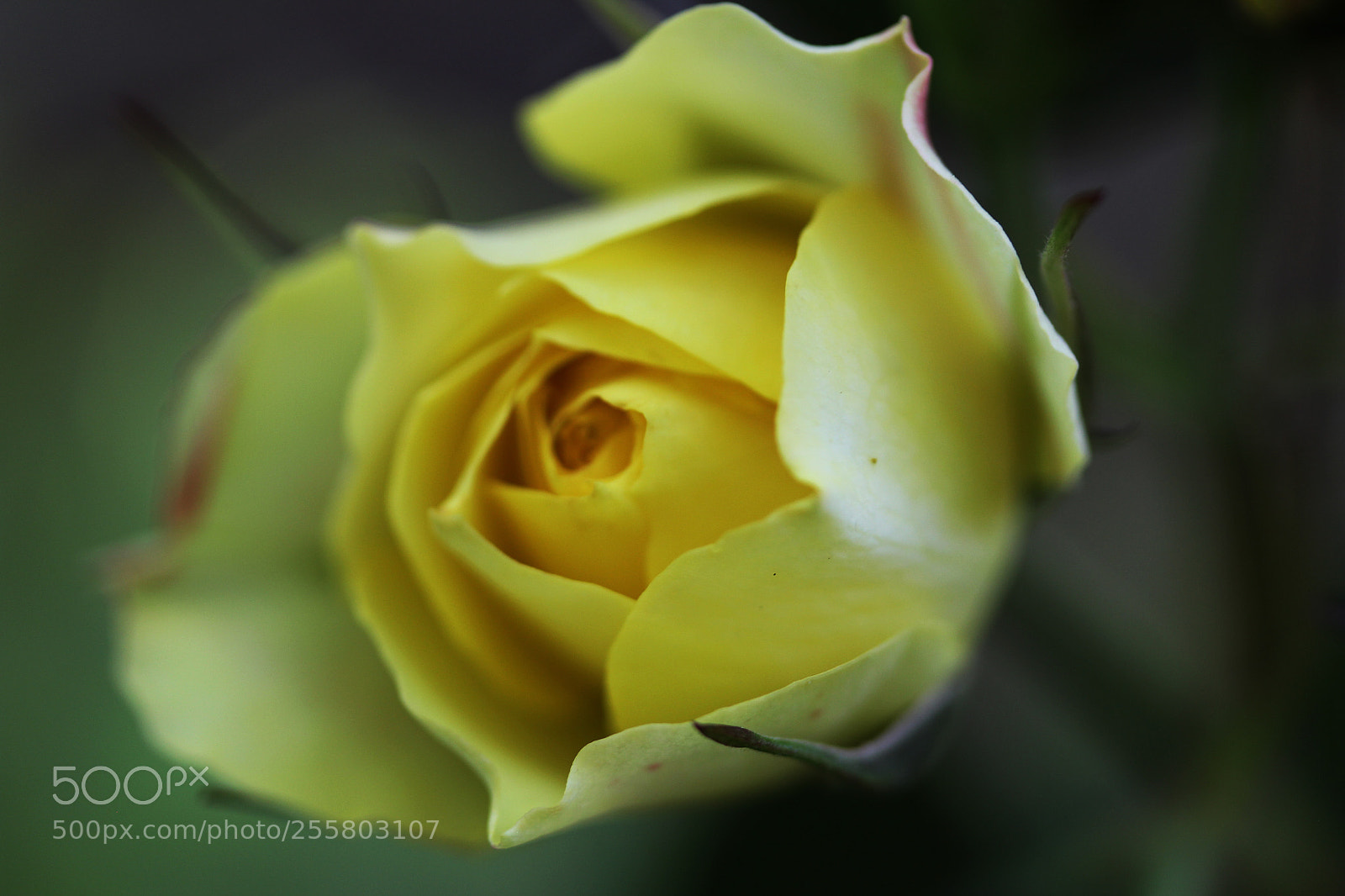 Canon EOS 60D sample photo. Yellow rose garden photography