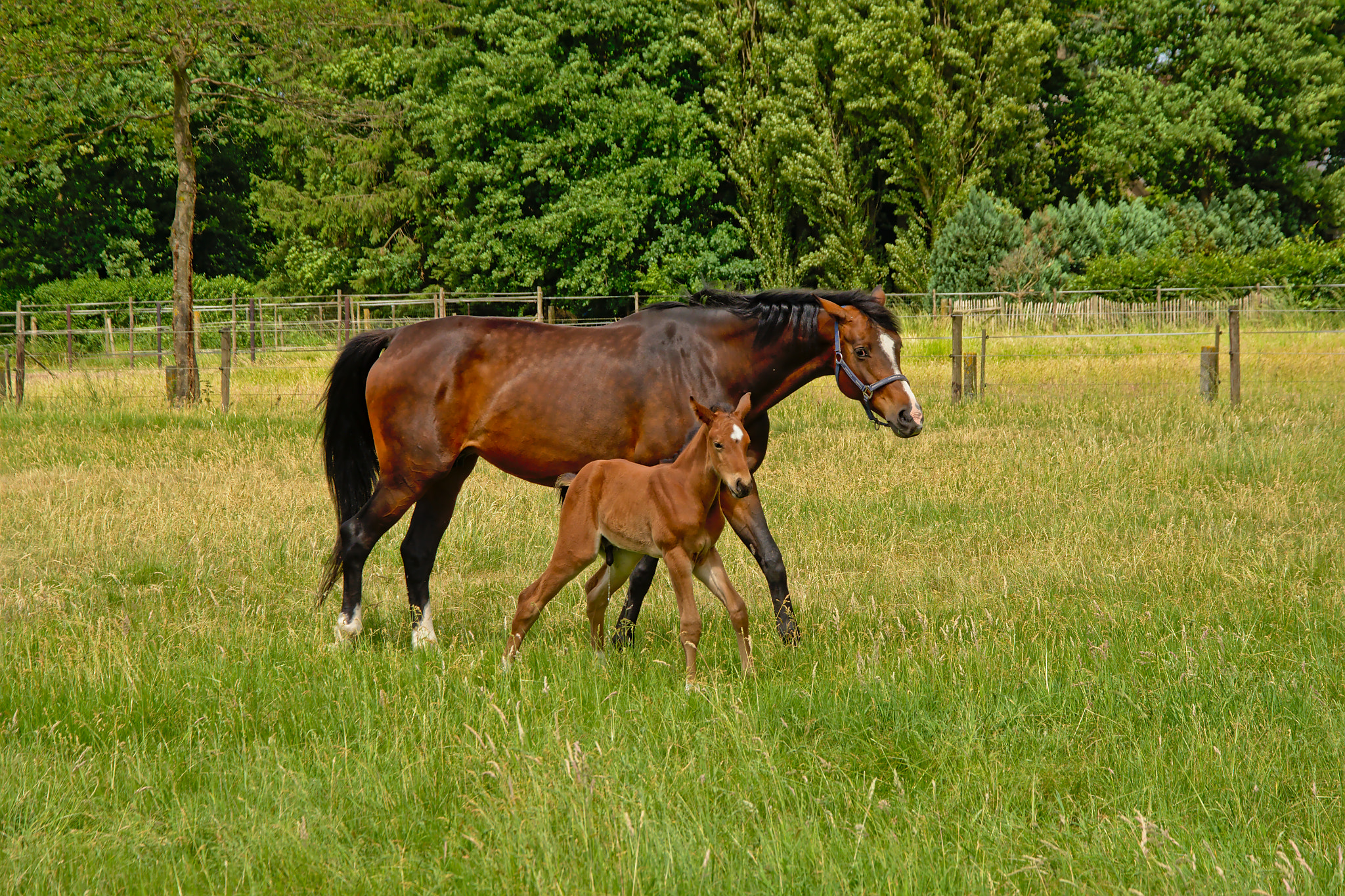 Nikon D5200 sample photo. Brown mare and foal walking in a green meadow with photography