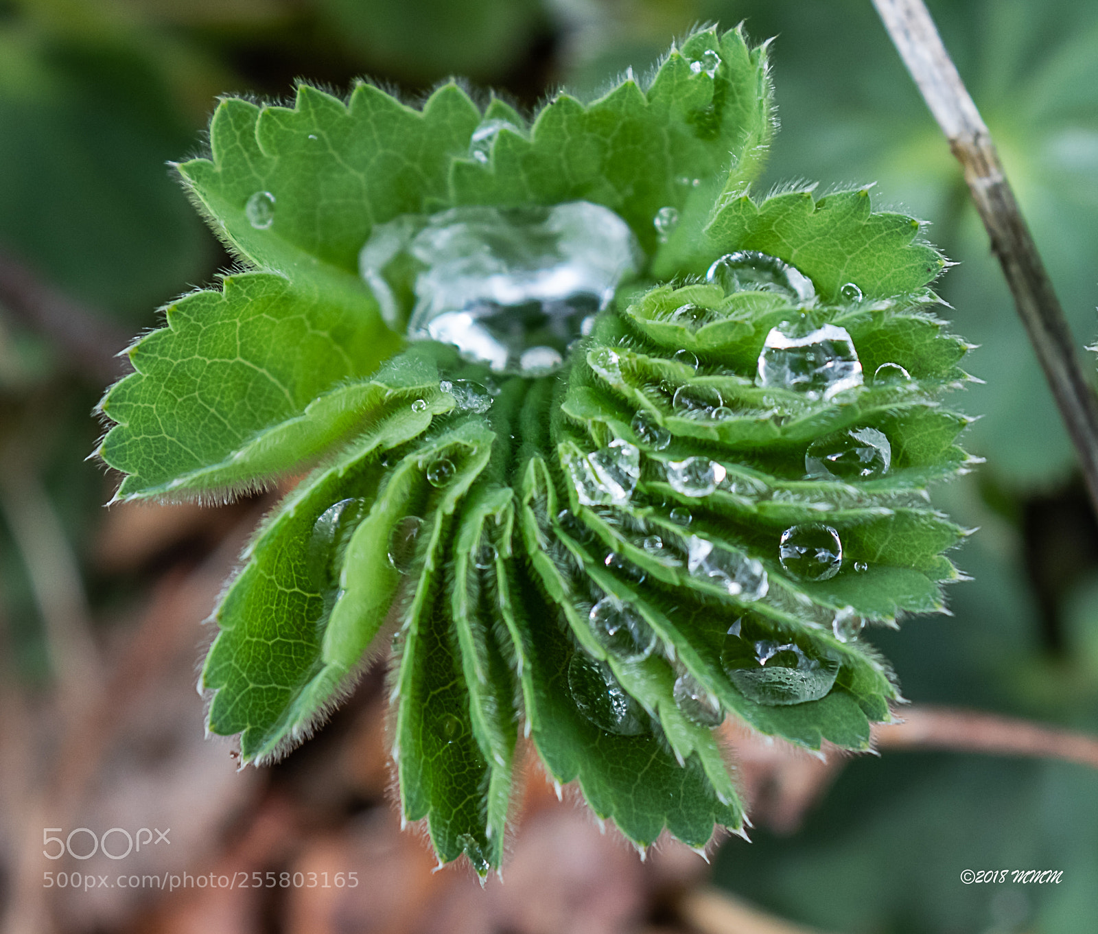 Canon EOS 77D (EOS 9000D / EOS 770D) sample photo. Baryard cutting edit photography