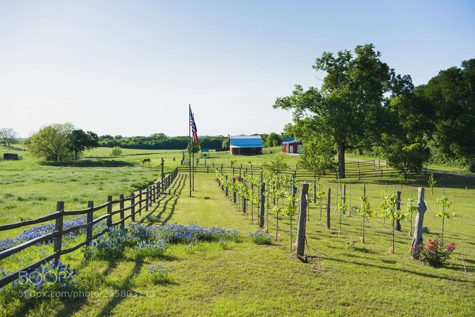 Sony a7 II sample photo. Texas ranch vinyard photography