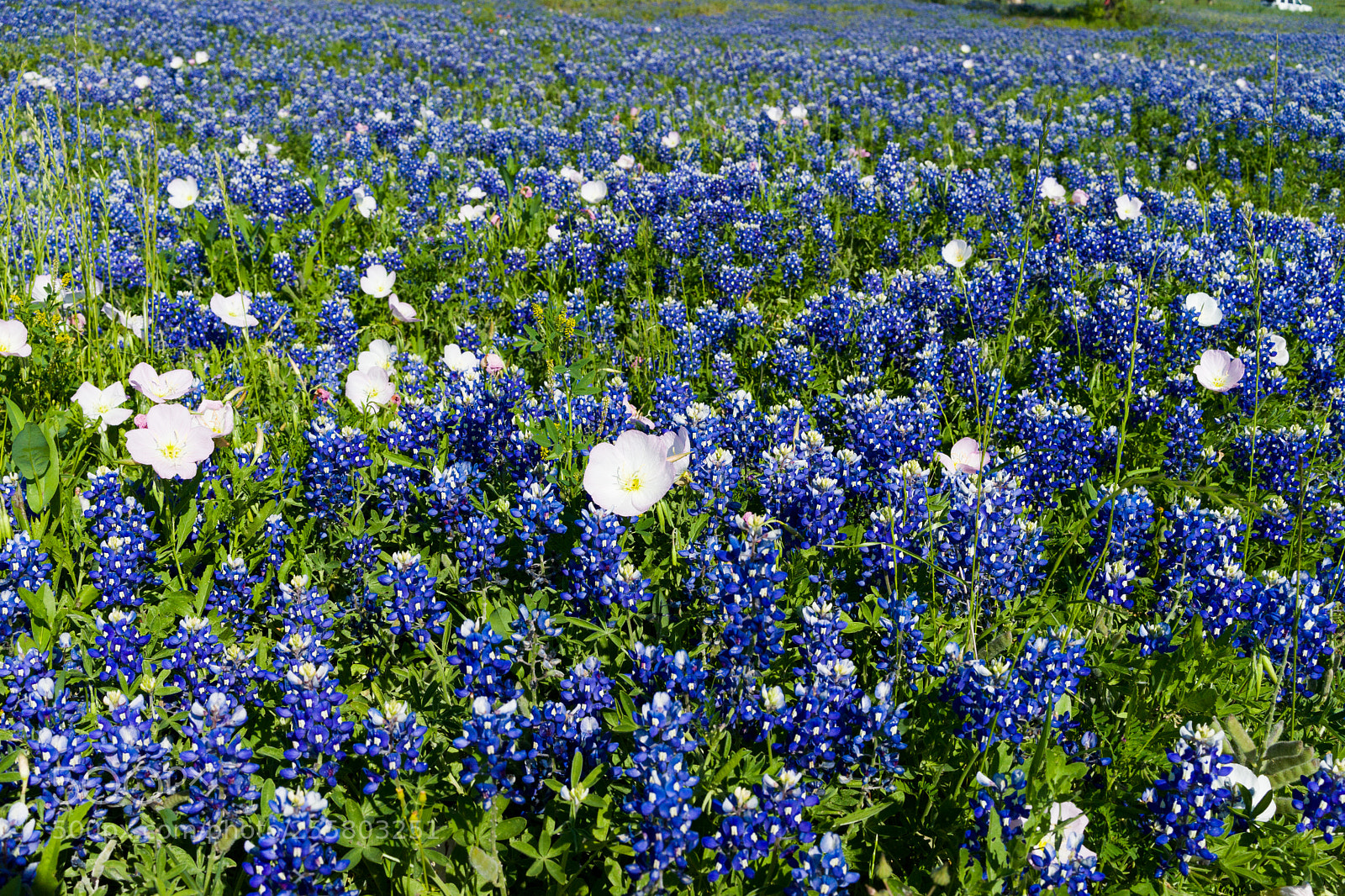 Sony a7 II sample photo. Sea of bluebonnets photography