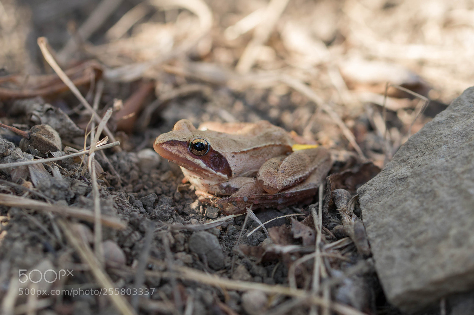 Canon EOS 6D Mark II sample photo. Froggy the frog photography