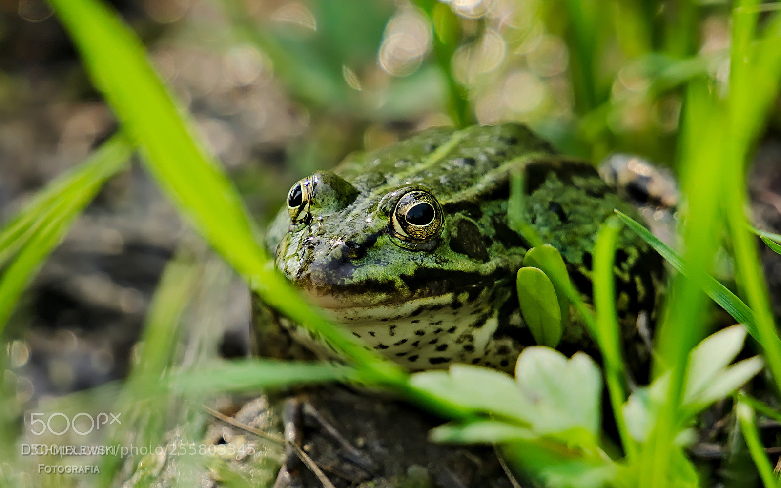 Sony a6000 sample photo. Frog photography