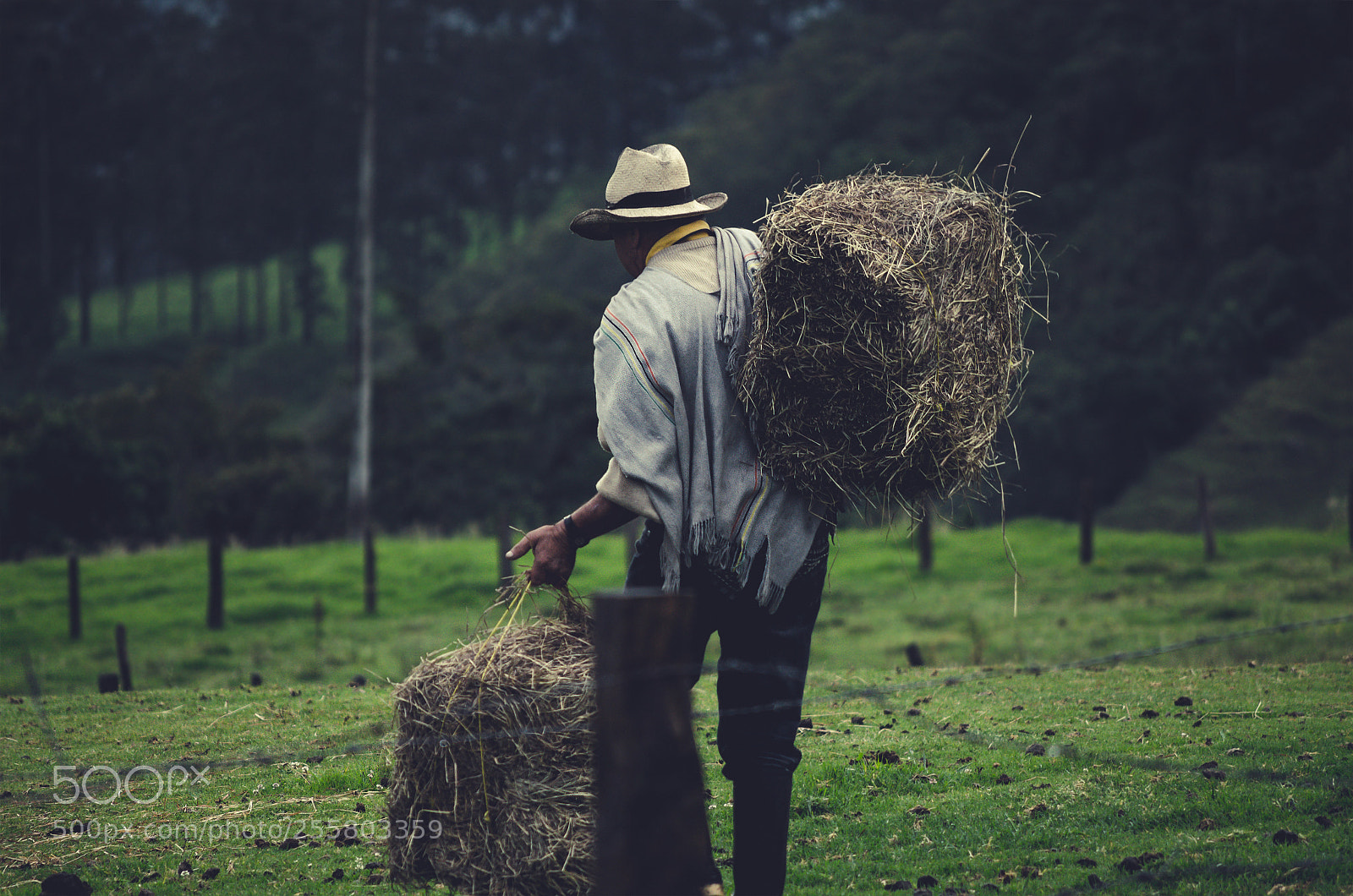 Nikon D7000 sample photo. Peasant strength photography