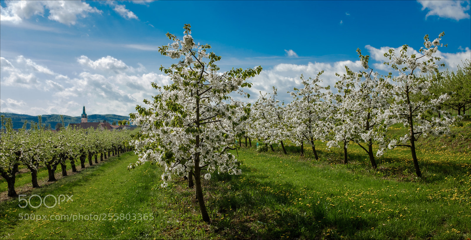 Fujifilm X100F sample photo. Cherries in bloom photography