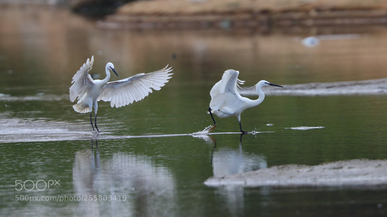 Canon EOS-1D X Mark II sample photo. Untitled photography