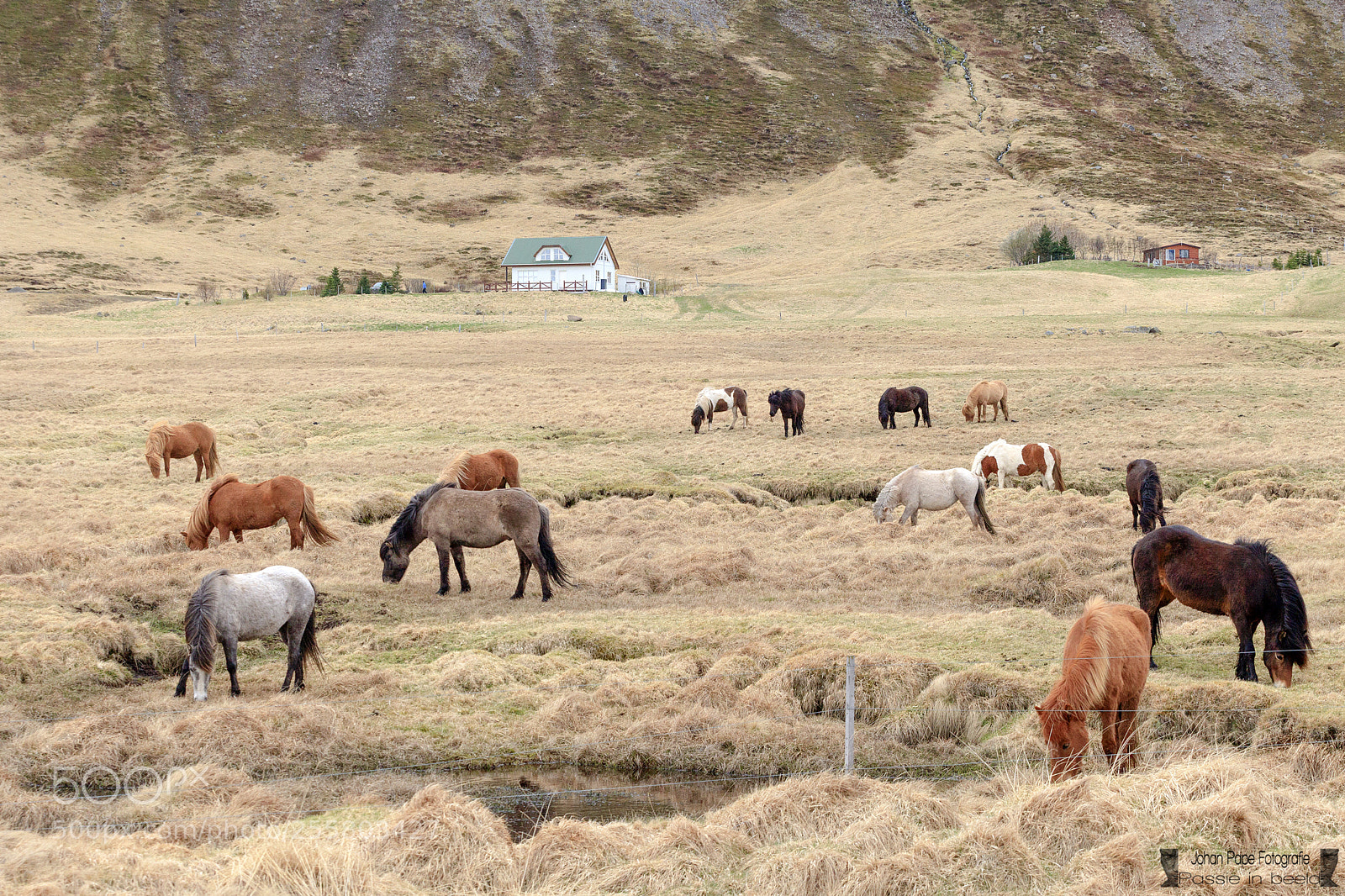 Canon EOS 5D Mark II sample photo. Icelandic landscape with horses photography