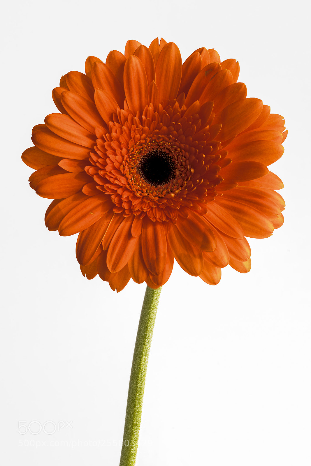 Canon EOS-1D X Mark II sample photo. Burning flower photography