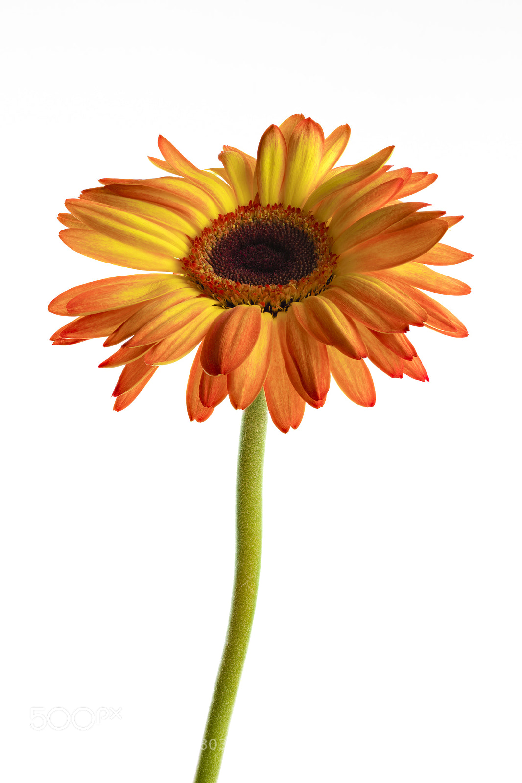 Canon EOS-1D X Mark II sample photo. Flower's on fire photography